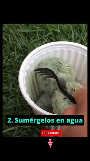 ❌Como ELIMINAR 🐜HORMIGAS De Las PLANTAS Y Del HUERTO, Jardin Y La Casa