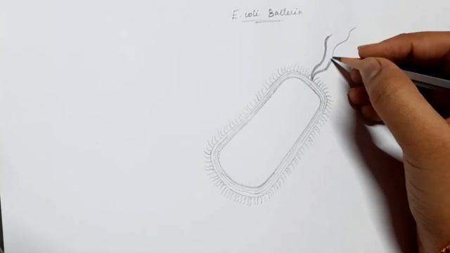 How to draw E-coli bacteria???