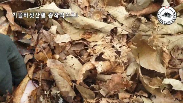 가을버섯산행 종착역에서 만난 송이버섯,가지버섯,굽더더기버섯들!