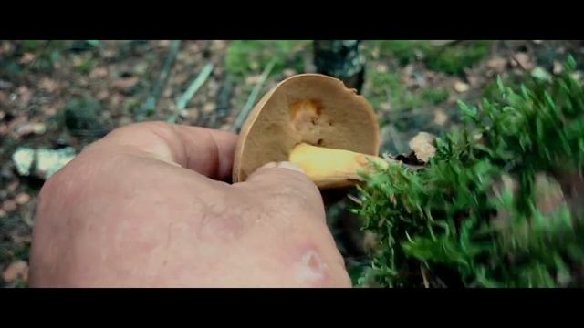 Закинемо на деякий час пісні)) І гайда на грибочки))