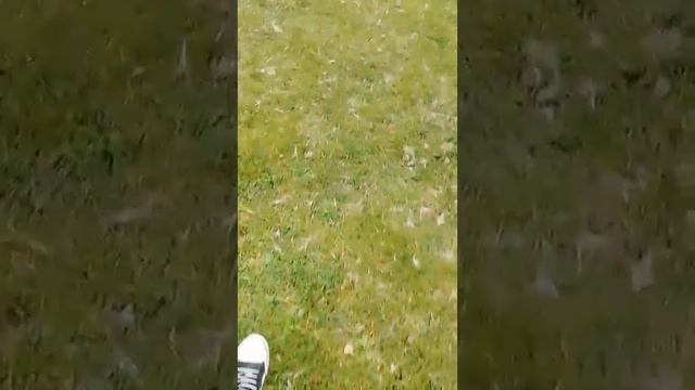 Ja da ble det endelig nok einebær endelig er det fleinsopp spiss fleinsopp så denne videoen her