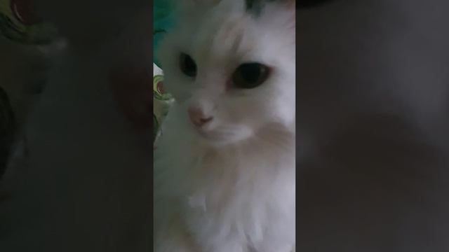 КОШКА