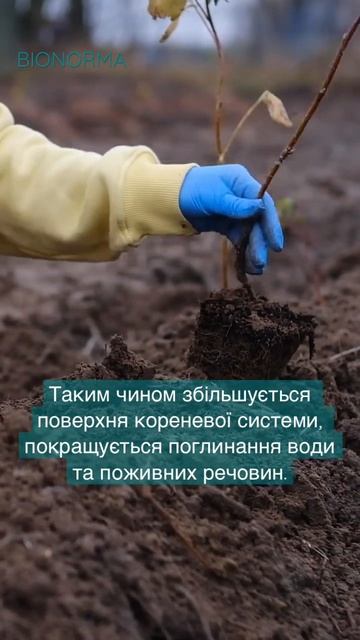 Що таке Мікориза та які її переваги? #біоягода