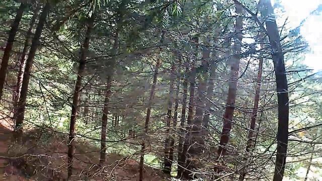 Білі Гриби в Карпатах що там зараз