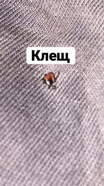 Два периода, когда клещи наиболее активны