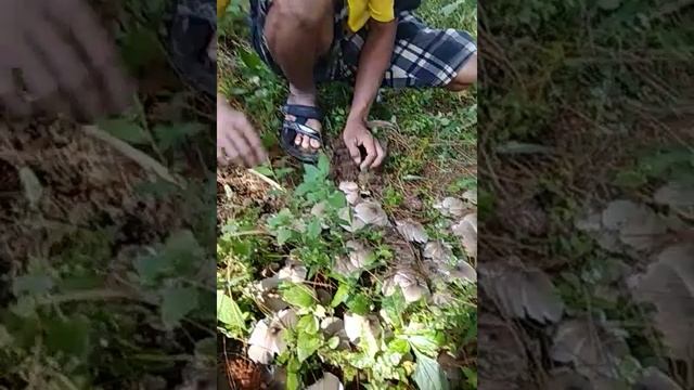 Detik-detik penemuan jamur raksasa