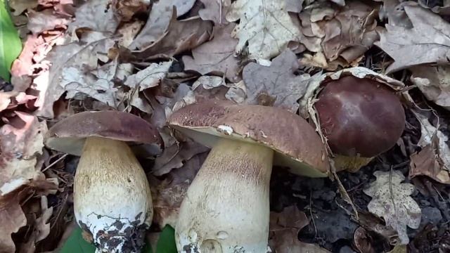❗Три супер бочонка 🍄 #грибы #лес #природа #fun #funny #short #shorts #video #nature #shortsvideo