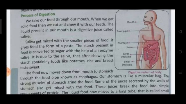 EVs  Process of digestion