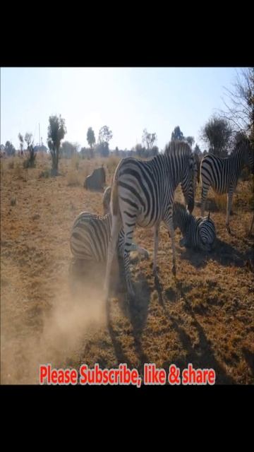 Zebra video, zebra are black & white stripe colour, are wildebeest with zebra stuck in mud #Shorts