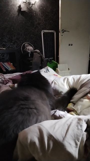 Кот делает кусь