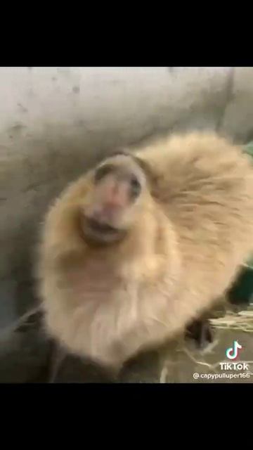 capybara got scratched with epic sound👀  #capybara #funnyanimals #animals #funny #cute #capivara