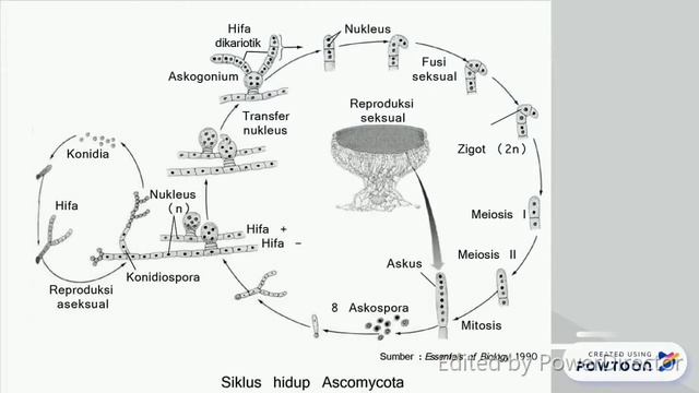 Klasifikasi Fungi