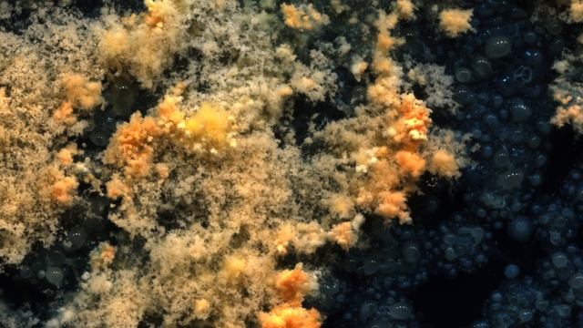Bacteria and fungi time-lapse 4 (2K)