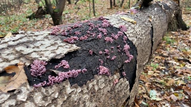 Galaretnica mięsista (Ascocoryne sarcoides) - grzybowy diesel?