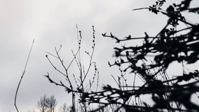 VID 20221121 210636 С утробой медною...1921 (В. Хлебников)...Павел Васильев Лахтинский