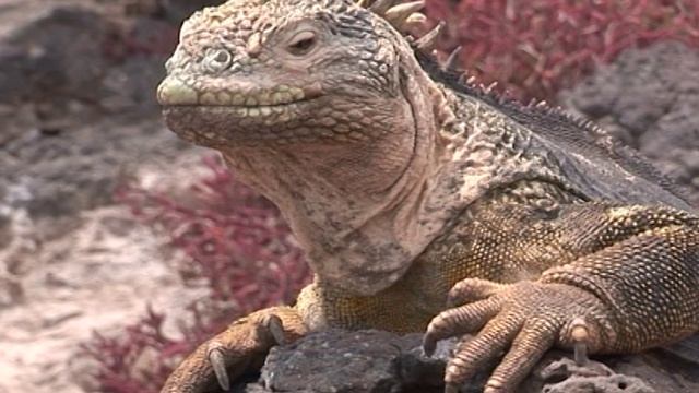 RELAX  GALAPAGOS ISLANDS Галапагосские острова
