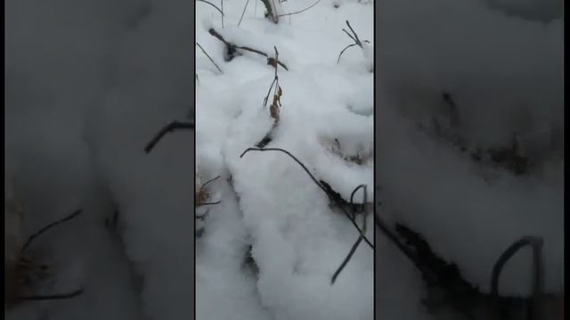 В лес за грибами!