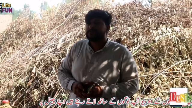 Narc G1 Garlic farming business in Pakistan // Narc G1 garlic seeds harvesting / نارک جی ون لہسن