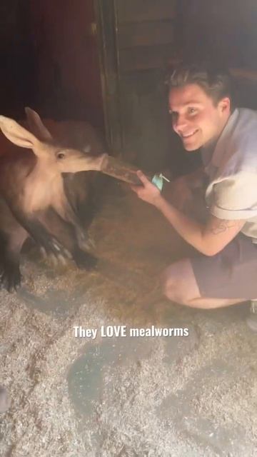 I GOT TO MEET AARDVARKS 😍 #shorts #youtubeshorts #shortsbts