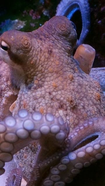 Glass Squid, Cumi cumi Bertubuh Transparan