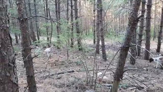 Лагото Романьоло. На лов за трюфели - 12