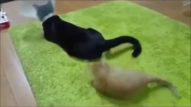 Funny animals   Funny cats   Funny dogs   Смешные животные #5