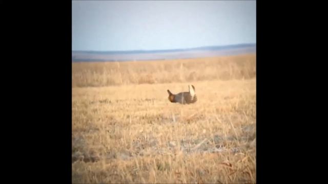 GREATER PRAIRIE CHICKEN