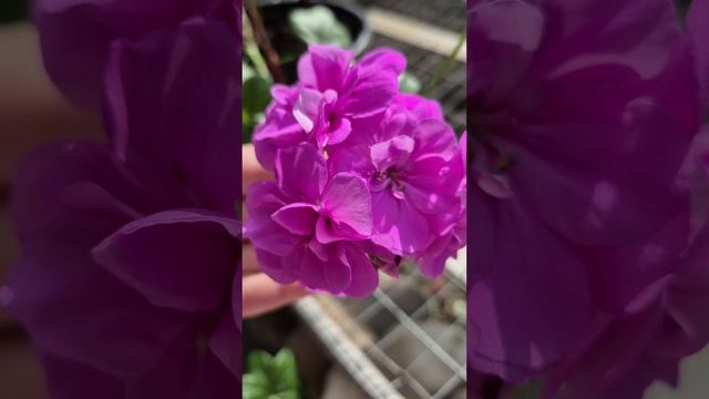 Плющелистная пеларгония Pac Blue Sybil💞