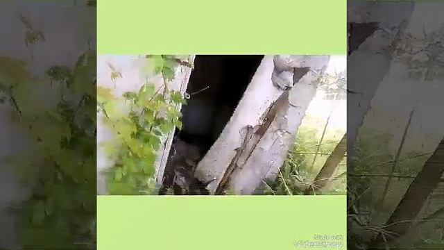 Иду в заброшку