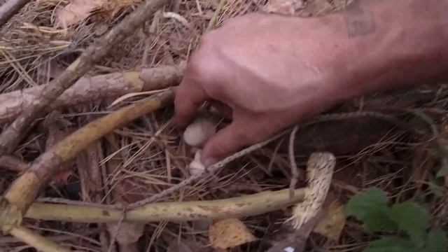 10 жовтня, ГРИБНІ НОВИНИ\ грибІв ПОВНО! частина РАЗ!