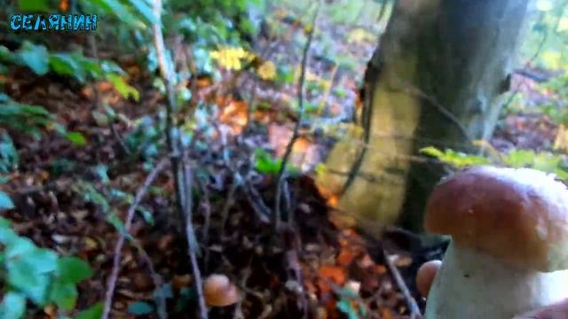 Білі Гриби. Тиха Охота 2017