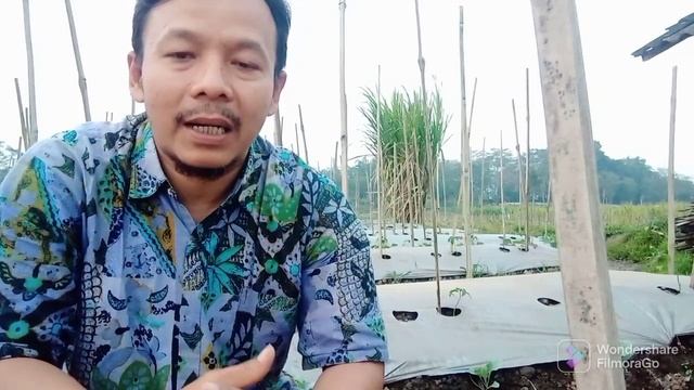 mengatasi jamur Fusarium dengan Trichoderma | manfaat Trichoderma | cara bertanam cabe |