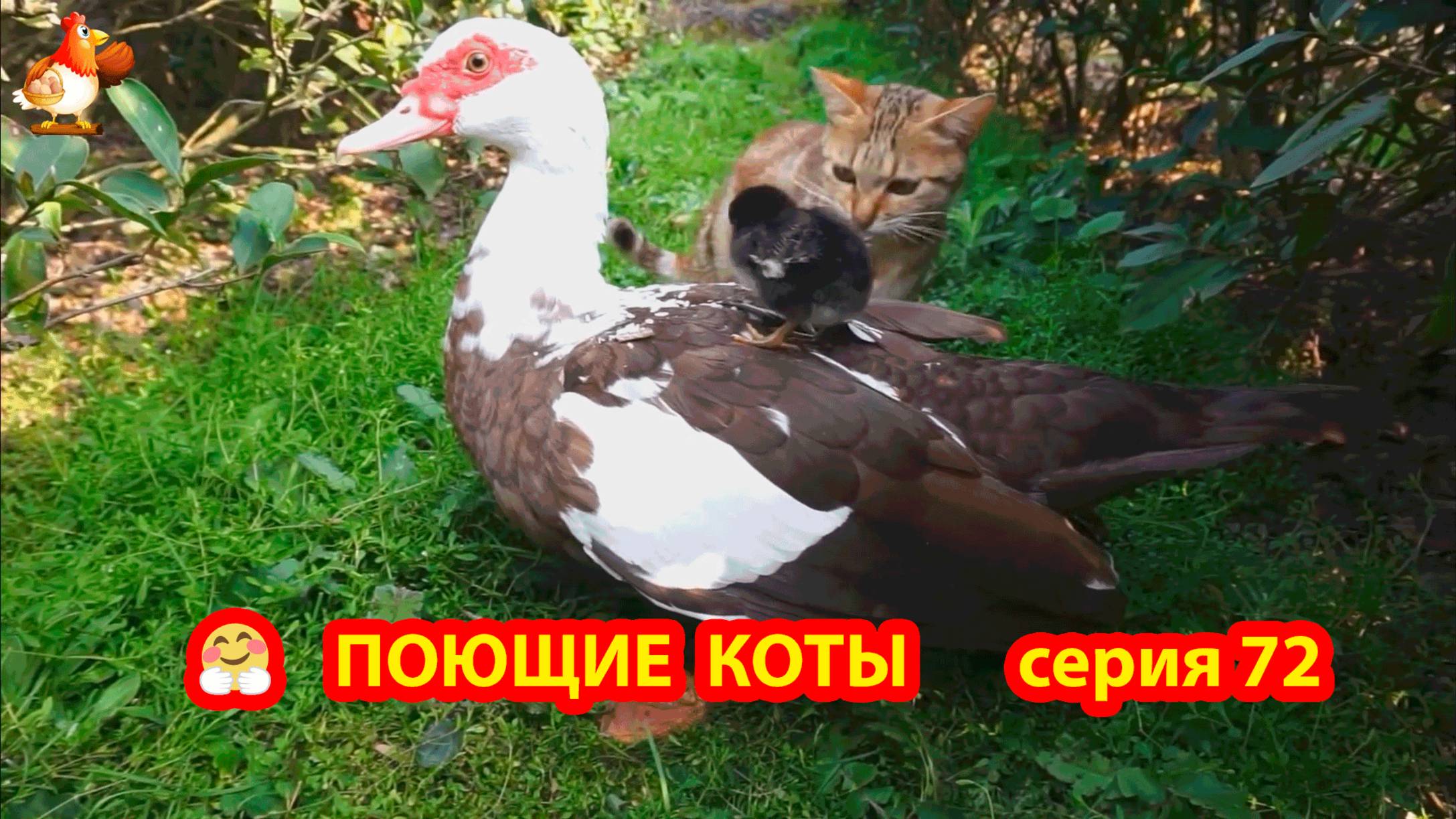 Крутые коты у птичьего двора серия (72) 🐈🐈⬛😹 Природа Абхазии и подворье с птицами и животными ❣️