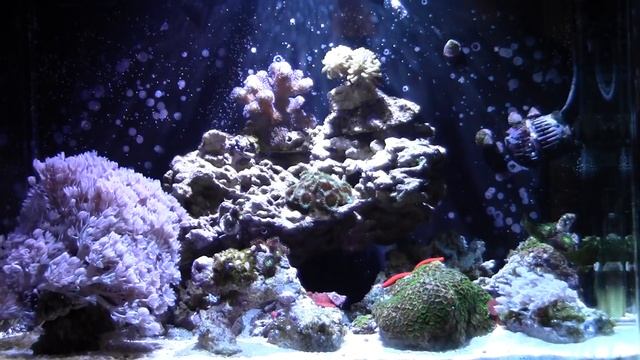 Lawnmower Blenny Eating packaged seaweed