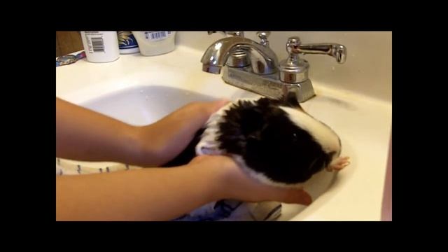 how to give your guinea pig a bath