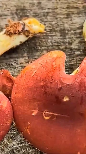 Рядовка жёлто-красная (Tricholomopsis rutilans)  short #shorts