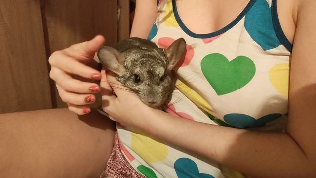 Мои животные.Шиншилла Тишка,ему 10 лет.
