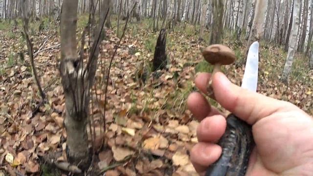 Поход за грибами 2017 / В лес за подберёзовиками / Грибы / Архивные кадры
