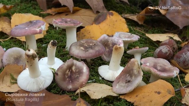 Сыроежка ломкая (Russula fragilis)