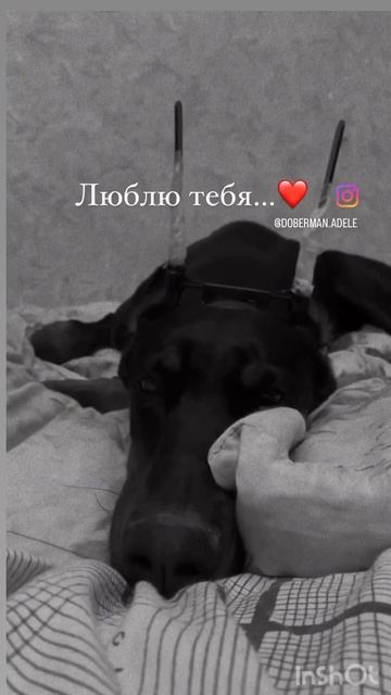 Собачья любовь — самая настоящая. #doberman #dobermanlove #dog #доберман #animal #cute #рекомендаци