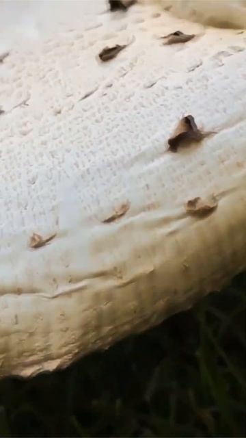 Зонтик Моргана (Chlorophyllum molybdites) short #shorts