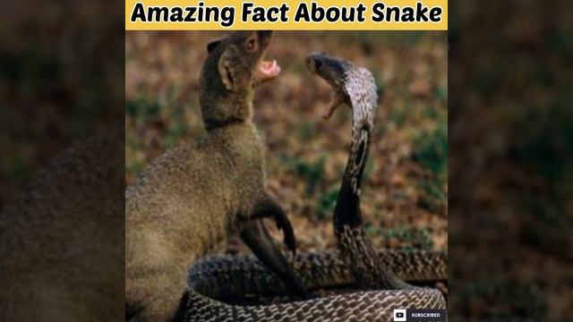 ब्लैक मम्बा साँप से जुड़े रोचक बातें / Amazing Fact About Black mamba In Hindi / #fact #shorts