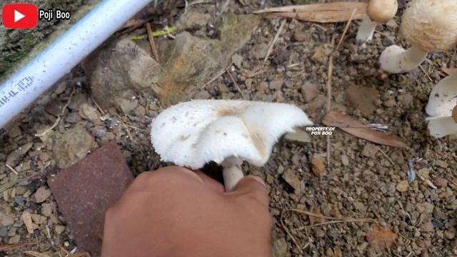 JAMUR PAYUNG BERSPORA HIJAU ‼️ Chlorophyllum molybdites Jamur ini beracun | false parasol #jamur