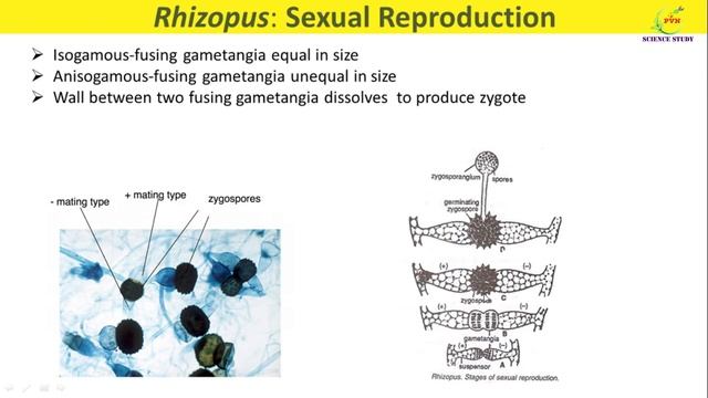Rhizopus Reproduction/ Rhizopus Fungi/ Rhizopus Asexual and Sexual Reproduction/ Rhizopus Life Cycl