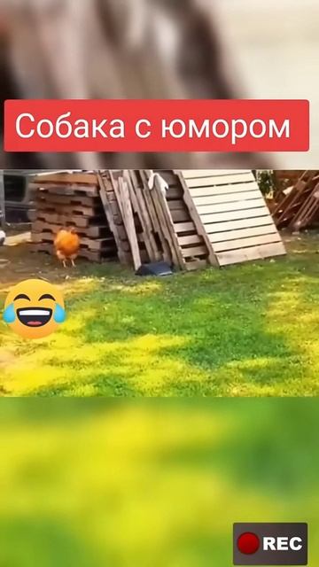 Собакен с юмором