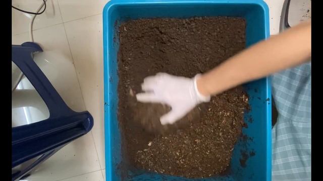 หาหนอนด้วงว่ามีกี่ตัว ในถัง50ลิตร - Find Allomyrina dichotomus beetle in container 50L カブトムシ