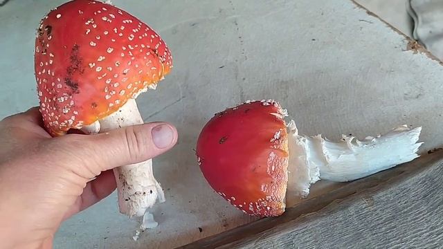 Ядовитый красавчик
