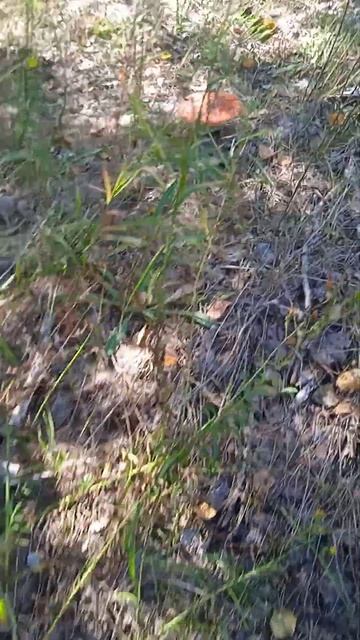 МУХОМОР АЛТАЙ Сбор 2022 5