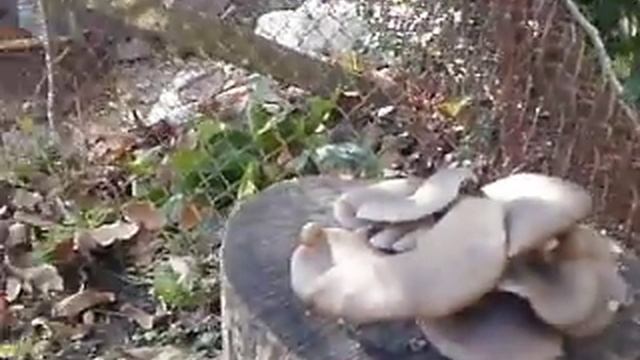 Кладница на столче пънче
