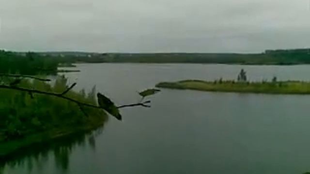 Как мы с А.С. по грибы ходили 2
